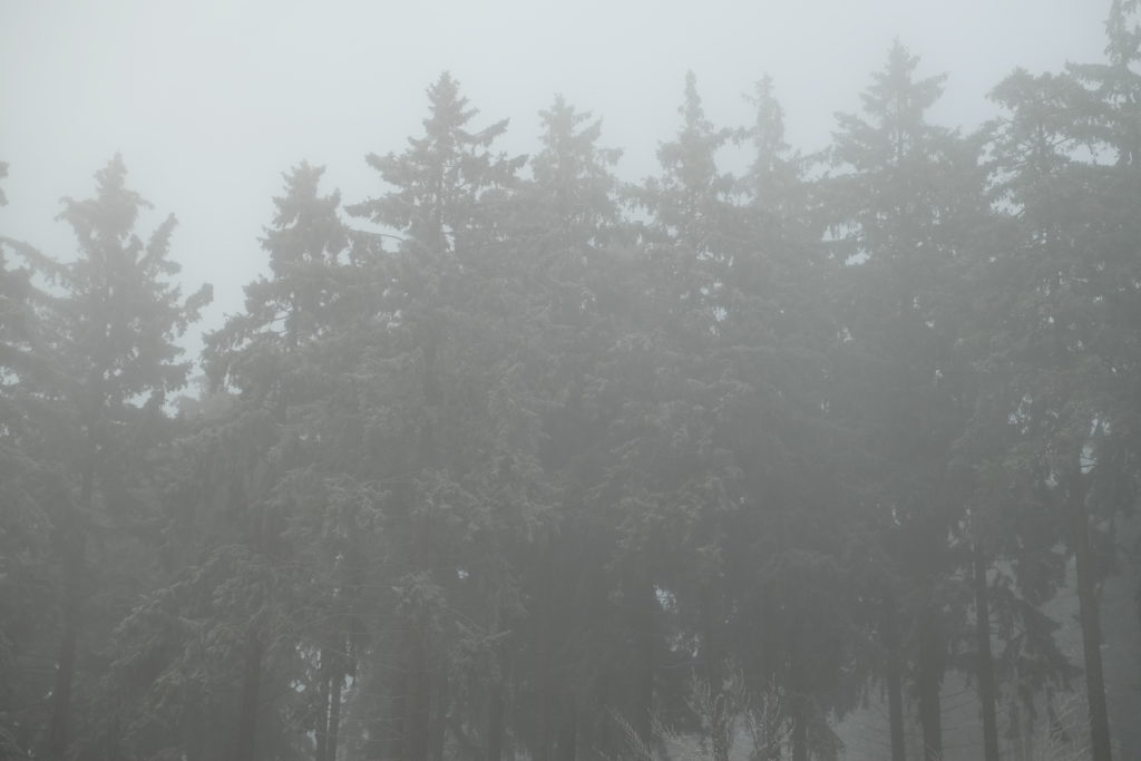 Baeume im Nebel